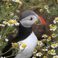 Buy canvas prints of  Puffin amongst the flowers by Jane Emery