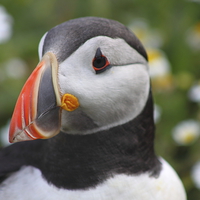 Buy canvas prints of  Puffin by Jane Emery