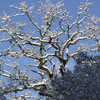 Buy canvas prints of  Branching Out In the Snow by Jane Emery