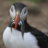 Buy canvas prints of  Puffins Upon Skomer by Jane Emery