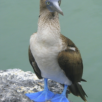 Buy canvas prints of  Blue Footed Booby Bird by Jane Emery