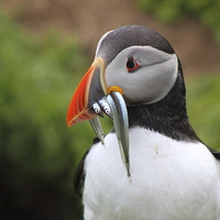 Buy canvas prints of Puffin by Jane Emery