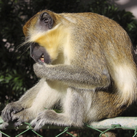 Buy canvas prints of  Green Monkey Barbados by Jane Emery