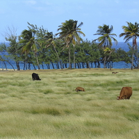 Buy canvas prints of  Grazing amongst the palms in Barbados by Jane Emery
