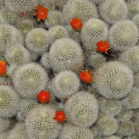 Buy canvas prints of Cactus by Jane Emery