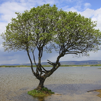 Buy canvas prints of  Water Logged Tree at Kenfig Hill by Jane Emery