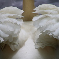 Buy canvas prints of Wings of a Swan by Jane Emery