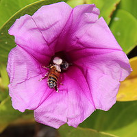 Buy canvas prints of Barbados Bee by Jane Emery