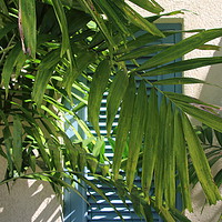 Buy canvas prints of Blue Shutters behind Palm tree in the Sun by Jane Emery