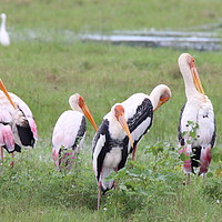 Buy canvas prints of Painted Storks of Sri Lanka by Jane Emery