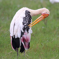 Buy canvas prints of Painted Stork by Jane Emery