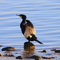 Buy canvas prints of Cormorant at the ebbing tide by Jane Emery