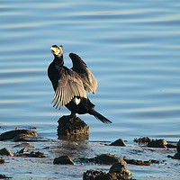 Buy canvas prints of Cormorant at Low Tide by Jane Emery