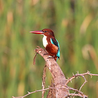 Buy canvas prints of White Breasted Kingfisher of Sri Lanka by Jane Emery