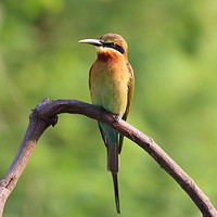 Buy canvas prints of Gold Bee Eater of Sri Lanka by Jane Emery
