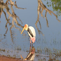 Buy canvas prints of Painted Stork at the waddy by Jane Emery