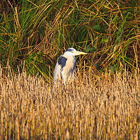 Buy canvas prints of Heron in the Reeds by Jane Emery