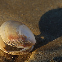 Buy canvas prints of Sea Shell on the Sea Shore by Jane Emery