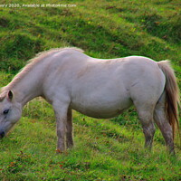 Buy canvas prints of Cream Pony at Whitford by Jane Emery