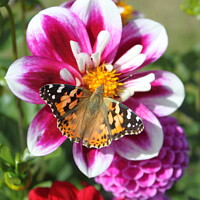 Buy canvas prints of Dahlia and Butterfly, Painted Lady by Jane Emery