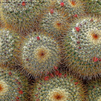 Buy canvas prints of A close up of a cactus, prickly plant, prickles, cactus by Jane Emery
