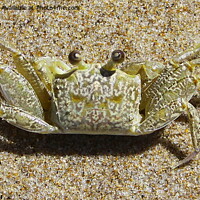 Buy canvas prints of Sand Crab by Jane Emery