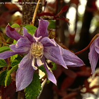 Buy canvas prints of Clematis by Jane Emery