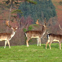 Buy canvas prints of Three deer on top of the hill Margam Park by Jane Emery