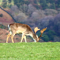 Buy canvas prints of Deer Grazing at Margam Park by Jane Emery
