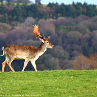 Buy canvas prints of A deer standing on top of a lush green field by Jane Emery