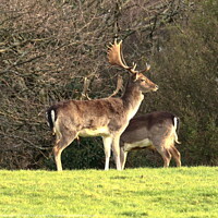 Buy canvas prints of Bucks on the Hill by Jane Emery