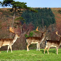 Buy canvas prints of A group of deer standing on top of a grass covered by Jane Emery