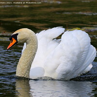 Buy canvas prints of Swan on Lake by Jane Emery