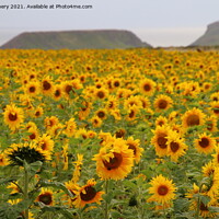 Buy canvas prints of Sunflowers at Rhossilli by Jane Emery