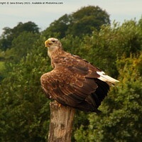 Buy canvas prints of White Tailed Sea Eagle by Jane Emery