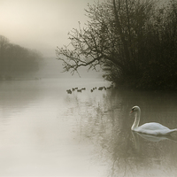 Buy canvas prints of  Swan Mist by Reza Sina