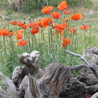 Buy canvas prints of  Orange poppies by JUDY LACEFIELD