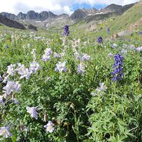 Buy canvas prints of  Colorado Columbines by JUDY LACEFIELD