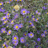 Buy canvas prints of Colorado Tansy Aster by JUDY LACEFIELD