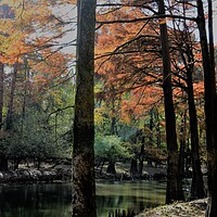 Buy canvas prints of Sun peaking through the branches by JUDY LACEFIELD