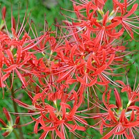 Buy canvas prints of Spider Lilies by JUDY LACEFIELD