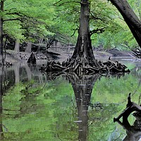 Buy canvas prints of Cypress Reflection by JUDY LACEFIELD