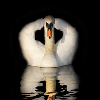 Buy canvas prints of  Swan Reflection by Mark Churchill