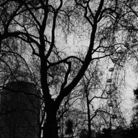 Buy canvas prints of London Eye seen through branches by Jeremy Moseley