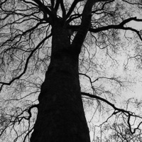 Buy canvas prints of  The Black Tree by Jeremy Moseley