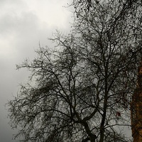 Buy canvas prints of Big Ben as seen through the branches of a tree by Jeremy Moseley