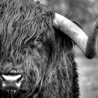 Buy canvas prints of  A Highland Cow by Tracey Russell