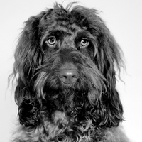 Buy canvas prints of  Handsome Cockapoo by Tracey Russell