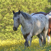 Buy canvas prints of  Horses amongst Buttercups by Carolyn Farthing-Dunn