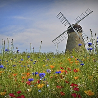 Buy canvas prints of  Windmill in Summer by Carolyn Farthing-Dunn